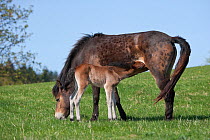 A wild Exmoor Pony (Equus caballus) colt suckling his mare. Langeland Island, Denmark, April