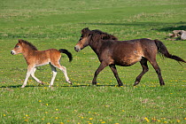 A wild Exmoor Pony (Equus caballus) mare trotting with her colt. Langeland Island, Denmark, April.