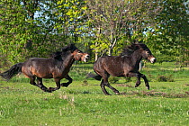 A wild Exmoor Pony (Equus caballus) breeding stallion chasing one of his Exmoor colts, Langeland Island, Denmark, April.