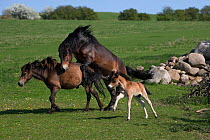 A wild Exmoor Pony (Equus caballus) breeding stallion mounting one of his mares, while her colt runs around. Langeland Island, Denmark, April.