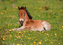A wild Exmoor Pony (Equus caballus) colt resting. Langeland Island, Denmark, April.
