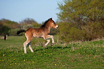 A wild Exmoor Pony (Equus caballus) newborn colt cantering uphill. Langeland Island, Denmark, April.