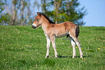 A wild Exmoor Pony (Equus caballus) colt standing. Langeland Island, Denmark, April.