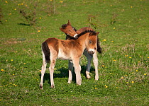 Two wild Exmoor Ponies (Equus caballus) playing.  Langeland Island, Denmark, April.