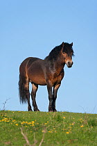 Portrait of wild Exmoor Pony (Equus caballus) breeding stallion. Langeland Island, Denmark, April.