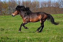 A wild Exmoor Pony (Equus caballus) breeding stallion cantering. Langeland Island, Denmark, April.