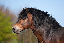 Portrait of a wild Exmoor Pony (Equus caballus) breeding stallion. Langeland Island, Denmark, April.