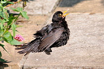 Blackbird (Turdus merula) adult male sunning on garden patio. Norfolk, England, July.