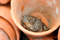 Common Toad (Bufo bufo) in terracotta flowerpot. Norfolk, England, July.