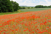 Common Poppy (Papaver rhoeas) growing on uncultivated land with arable fields in distance. Norfolk, UK, July.