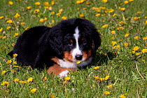 Bernese Mountain Dog pup lying in grass, Elburn, Illinois, USA