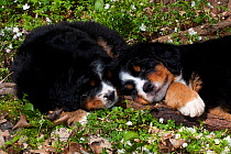 Two Bernese Mountain dog pups sleeping in patch of woodland wildflowers (Anemone and Prairie Trillium), Elburn, Illinois, USA