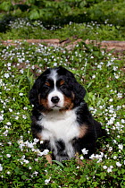 Bernese Mountain dog pup in spring wildflowers, Elburn, Illinois, USA (DM)