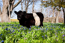 Belted Galloway Cow standing in Virginia Bluebells, Rockton, Illinois, USA