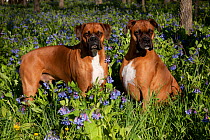 Two male Boxers with natural ears standing and sitting in Virginia bluebells, Rockton, Illinois, USA