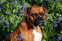 Portrait of male Boxer with natural ears, sitting in Virginia bluebells, Rockton, Illinois, USA