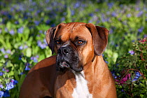 Portrait of male Boxer with natural ears standing in Virginia bluebells, Rockton, Illinois, USA