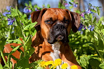 Male Boxer lying in Dandelions and Virginia bluebells, Rockton, Illinois, USA