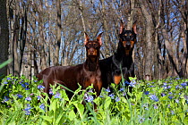 Pair of Doberman Pinschers, female on left, male on right, standing in Virginia bluebells, Rockton, Illinois, USA