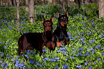 Pair of Doberman Pinschers, female on left, male on right, standing in Virginia bluebells, Rockton, Illinois, USA