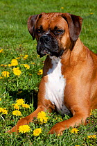 Male fawn coloured Boxer with natural ears, lying in grass and Dandelions, Rockton, Illinois, USA