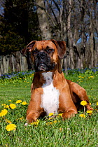 Male fawn coloured Boxer with natural ears lying in grass and Dandelions, Rockton, Illinois, USA