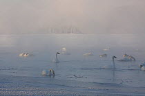 Trumpeter swans (Cygnus buccinator) in ice fog in the early morning, St Croix River, Wisconsin, USA, February