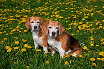 Two Beagle Hounds in dandelions, Acadia, Wisconsin, USA