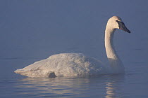 Trumpeter swan (Cygnus buccinator) in early morning ice fog, St Croix River, Wisconsin, USA, February