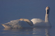 Trumpeter swans (Cygnus buccinator) on open stretch of river in sub zero temperatures, Wisconsin, USA, February