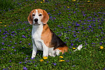 Beagle hound in violets and dandelions, Arcadia, Wisconsin, USA