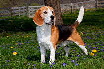 Beagle hound in violets and dandelions, Arcadia, Wisconsin, USA