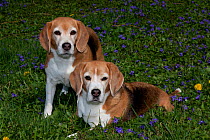 Beagle hounds in thick carpet of wild Violets, Arcadia, Wisconsin, USA