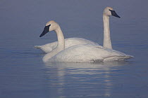Trumpeter swans (Cygnus buccinator) on open stretch of river in sub zero temperatures, Wisconsin, USA, February