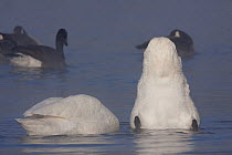 Trumpeter swans (Cygnus buccinator) dabbling for aquatic vegetation, near Hudson, Wisconsin, USA, February