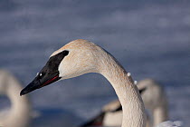 Trumpeter swan (Cygnus buccinator) near Hudson, Wisconsin, USA, February