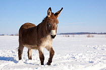 Donkey standing in snow covered field, Belvidere, Illinois, USA