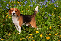 Beagle hound in Dandelions and Virginia bluebells, Rockton, Illinois, USA