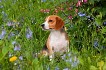 Beagle hound in Dandelions, Bleeding hearts and Virginia bluebells, Rockton, Illinois, USA