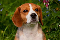 Portrait of Beagle hound, Rockton, Illinois, USA