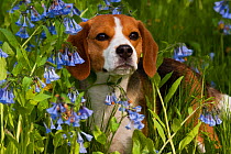 Portrait of Beagle hound in Virginia bluebells, Rockton, Illinois, USA