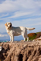 Yellow Labrador Retriever standing on rocky shelf by sea, Monterey Peninsula, California, USA