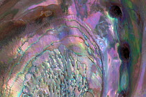 Close up view of Red abalone shell (Haliotis rufescens) photo shows three apertures / holes that living abalone had used for water exchange and the shell reveals the mother of pearl, or nacre, surface...