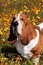 Portrait of a male Basset hound, Goleta, California, USA