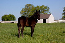 Lipizzaner foal in pasture at Tempel Farms, Illinois, USA