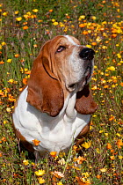 Male Basset hound in patch of flowers, Goleta, California, USA