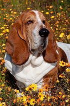 Male Basset hound in flowers, Goleta, California, USA