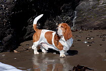 Male Basset hound standing in wet sand, Goleta, California, USA