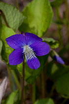 Purple violet (Viola sororia sororia/ Viola papilionacea) Kane County, Illinois, USA
