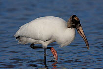 American wood ibis / Wood stork (Mycteria americana) stalking through the tidewater shallows, Florida, USA, March
